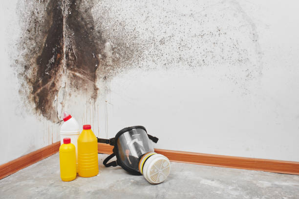 Best Emergency Mold Removal  in Conroe, TX