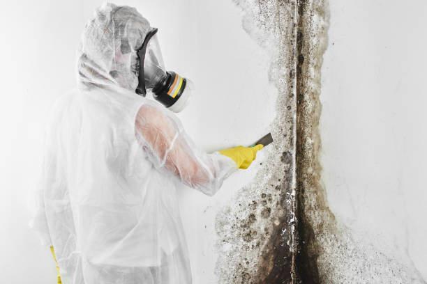 Best Mold Testing  in Conroe, TX