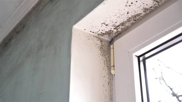  Conroe, TX Mold Removal Pros