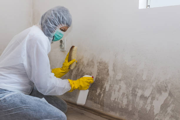 Best Local Mold Removal Service  in Conroe, TX