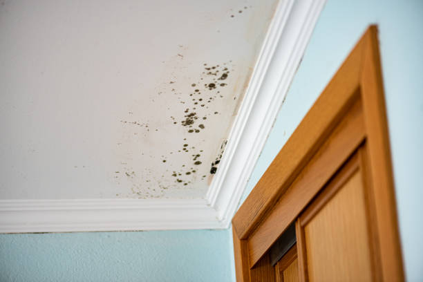 Professional Mold Removal in Conroe, TX