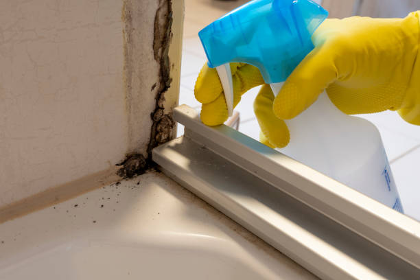 Best Mold Remediation Experts  in Conroe, TX