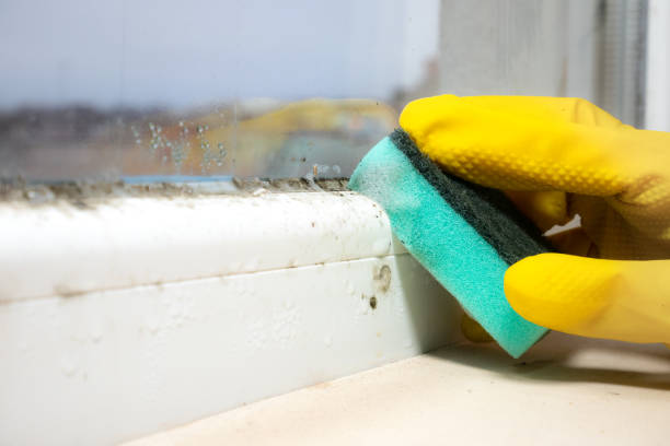 Best Mold Damage Repair  in Conroe, TX