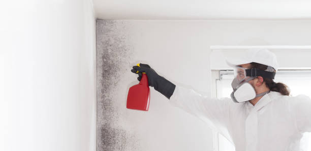 Best Mold Testing  in Conroe, TX