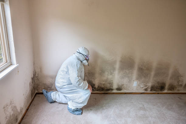 Best Mold Cleaning Services  in Conroe, TX