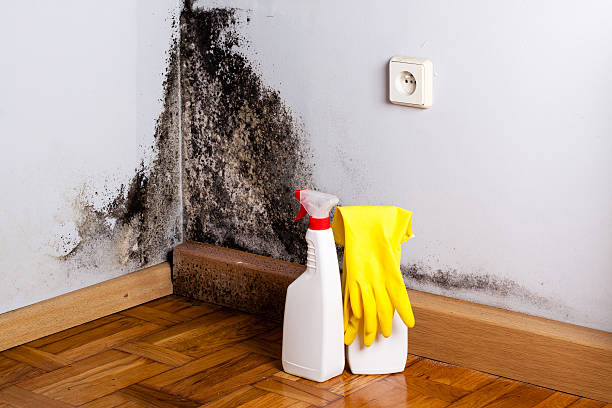 Best Attic Mold Removal  in Conroe, TX