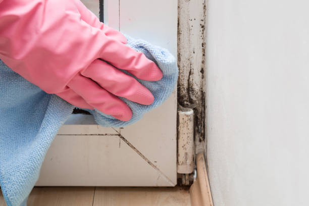 Best Residential Mold Removal  in Conroe, TX