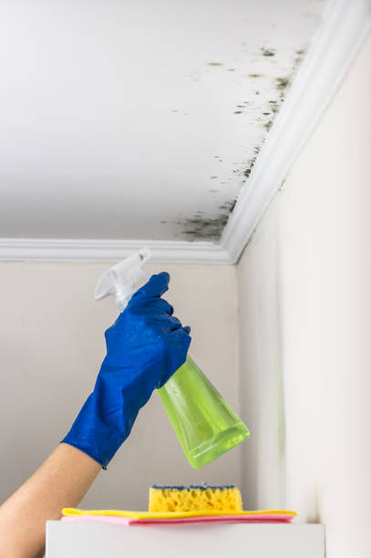 Best Mold Testing  in Conroe, TX